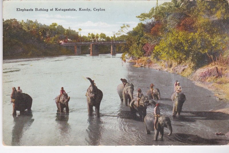 Sri Lanka Ceylon Kandy Elephants Bathing At Katugastota sk0898a