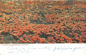 A FIELD OF CALIFORNIA POPPIES-M RIEDER  #8048 PUBL POSTCARD 1900s