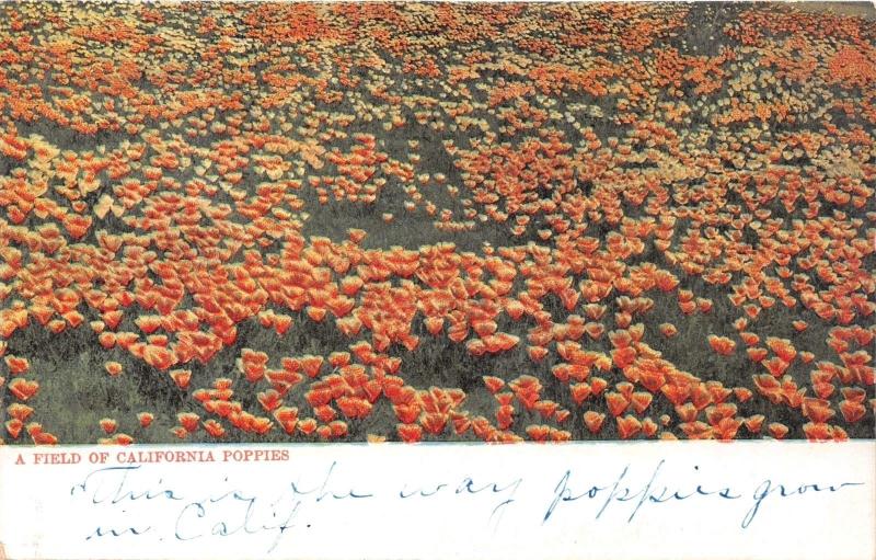 A FIELD OF CALIFORNIA POPPIES-M RIEDER  #8048 PUBL POSTCARD 1900s