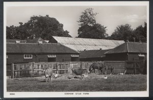 Surrey Postcard - Cobham Stud Farm, Animals, Horses    RT2445