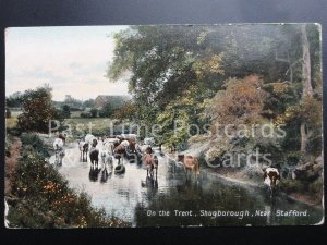 On The Trent, Shugborough, nr Stafford c1912 (Cattle) - Pub R W Dawson, Stafford