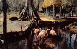 Florida Flamingos Indian Village - Silver Springs, Florida FL Postcard