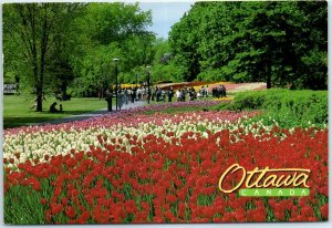 M-11250 Tulips in Spring Ottawa Canada