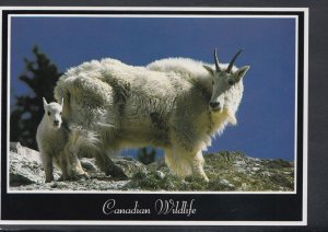 Animals Postcard - Mountain Goat, Canadian Wildlife   RR4588