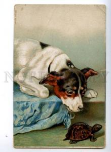 3148882 JACK RUSSELL TERRIER & TURTLE vintage Color PC