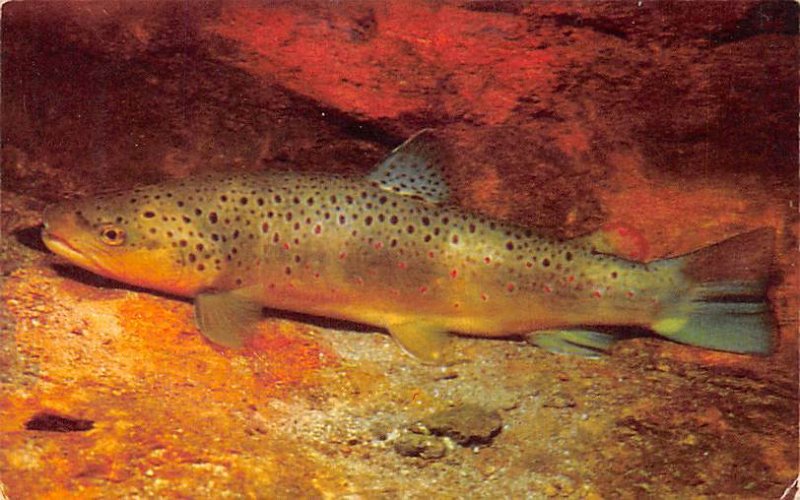 Brown Trout Great Smoky Mountains, USA Fish / Sea Mammals Unused 