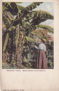 SOUTHERN CALIFORNIA, 1901-07; Banana Tree