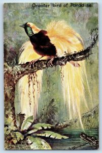 Postcard Greater Bird of Paradise Standing in Branch 1910 Oilette Tuck Art