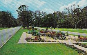 Georgia Jekyll Island Beautiful Flowers Long Highway And Entrance To Jekyll I...