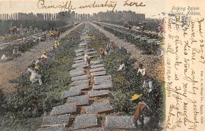 Picking Raisin Grapes Fresno, California, USA Fruit Assorted 1907 writing on ...