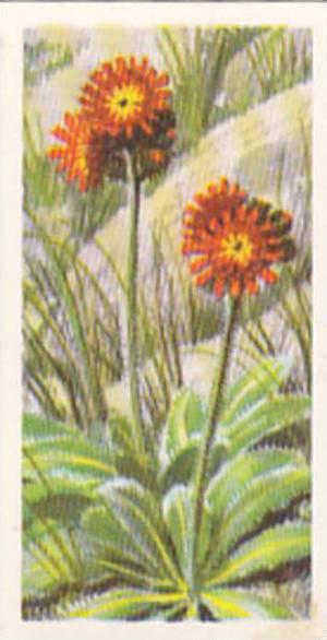 Brooke Bond Tea Trade Card Wild Flowers No 30 Orange Hawkweed