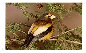 Birds - Evening Grosbeak (Adult Male)