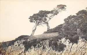 Tree The Ostrich Real Photo Pacific Grove CA