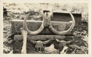 RP:  MAMMOTH Bones , Alaska , 1910s