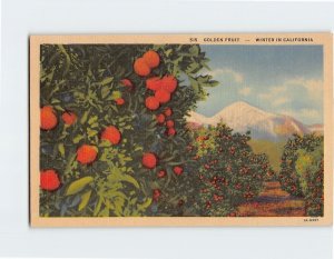 Postcard Golden Fruit Winter In California USA