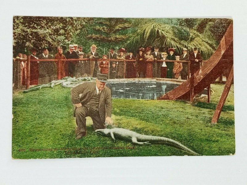 Vintage Postcard 1910's Hypnotizing Alligator at California Alligator Farm LA