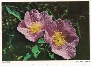 Canada Flowers The Wild Or Prickly Rose Floral Emblem Of Alberta