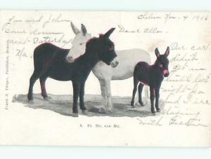 Divided-Back ANIMAL SCENE Great Postcard AA9498