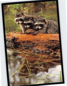 Postcard Three Baby Raccoons Atop a Streamside Log