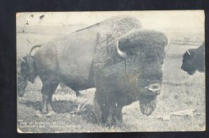 KING OF MAERICAN BEASTS BUFFALO VINTAGE POSTCARD TO PILOT GROVE MISSOURI