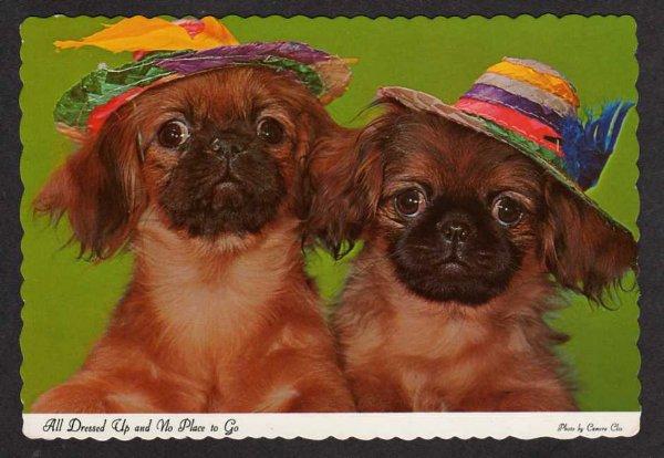 Pekingese Dogs Dressed w/ Hats Lion Dog of Peking Postcard