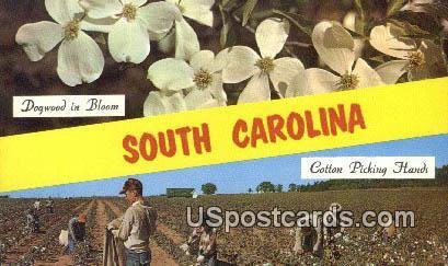 Cotton Picking - Greetings from, South Carolina