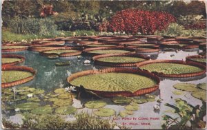 USA Lily Pond In Como Park St Paul Minnesota Saint Paul Vintage Postcard 09.31