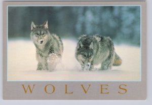 Wolves, Chrome Postcard