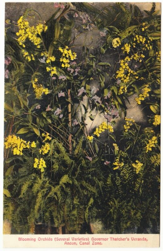 Panama Ancon Orchids on Governor Thatcher Veranda 1900s Postcard by Maduro