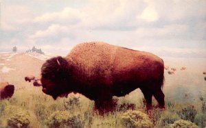 American Bison Denver Museum Natural History, Colorado, USA Unused 