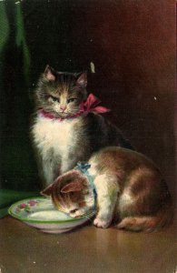 PC CATS, TWO CATS AND A BOWL OF MILK, Vintage Postcard (b47107)