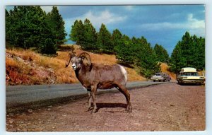 BLACK HILLS, SD ~ MOUNTAIN SHEEP Begging  c1950s Cars Roadside Postcard