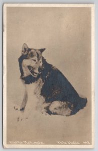 Alaska Malamute Aled Dog RPPC c1920s Real Photo Elite Studio Postcard P25