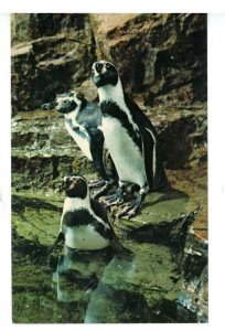 Birds - Humboldt Penguins