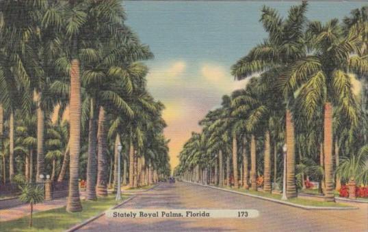 Stately Royal Palm Tree Lined Street In Florida 1946