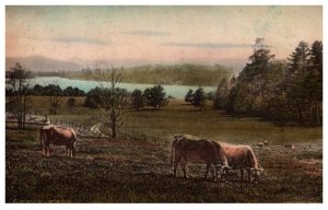 Cows grazing , Lenox Massachusetts