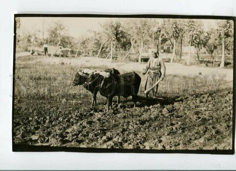 3150677 PERSIA IRAN Vintage real photo postcard