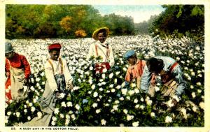 Picking Cotton