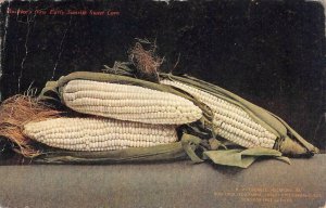 Buckbee's New Early Sunrise Sweet Corn Rockford, Illinois 1909 Vintage Postcard