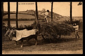 France Postcard La Cote D'Argent Attelage Basque