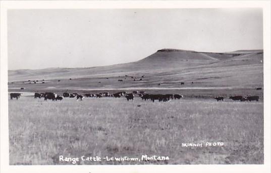 Range Cattle Lewistown Montana Real Photo