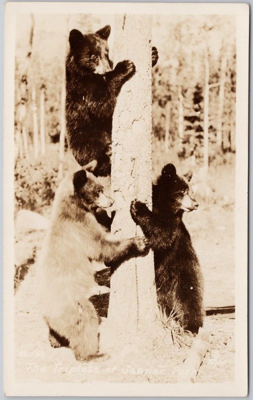 Jasper Alberta Bear Cubs The Triplets at Jasper Park Canada RPPC Postcard D99