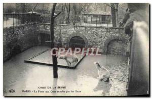Old Postcard Paris Crue of the Seine The bear pit flooded with water