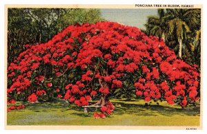 Postcard NATURE SCENE State Of Hawaii HI AP3589