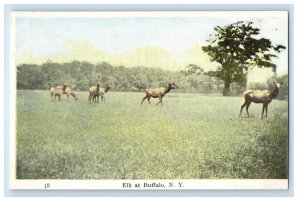 c1910 Elk Scene at Buffalo New York NY Unposted Antique Postcard