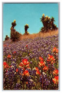 Vintage Postcard TX Bluebonnets Indian Paintbrush Giant Dagger Texas Highways