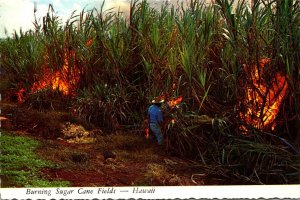 Hawaii Burning Sugar Cane Fields Before Harvest