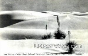 Real Photo Yucca in White Sands National Monument, New Mexico
