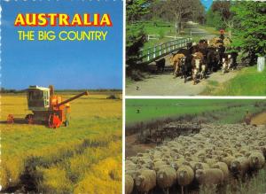 BR100798 australia harvesting rice droving cattle flock of sheep