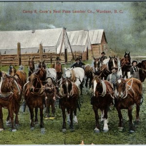 c1910s Wardner BC Postcard Crow's Nest Pass Lumber Co Camp 8 Logging Horses Tent